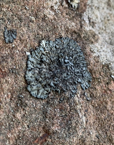 Mealy Shadow Lichen