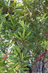 Toronia toru