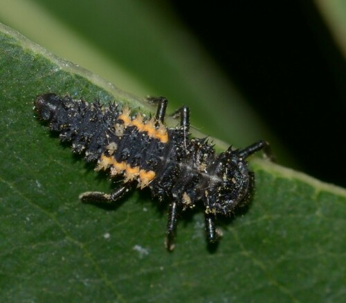 Cream-streaked Ladybird, photo 4 of 8