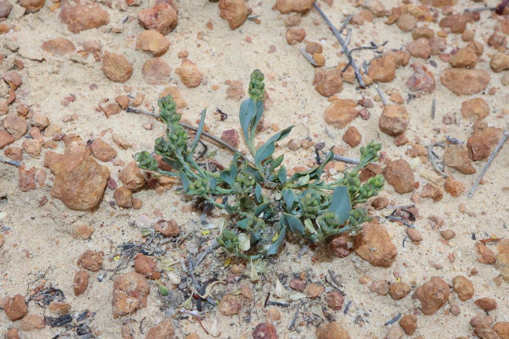 Comesperma griffinii