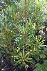 Toronia toru