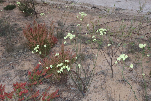 Glischrocaryon flavescens, 2023-10-21