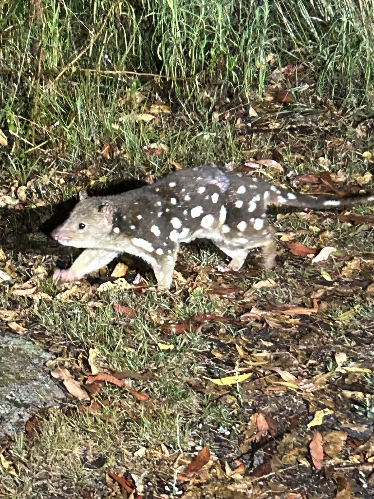 Spottedtailed Quoll from Bald Rock National Park, Carrolls Creek, NSW