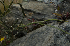 Carmichaelia crassicaulis