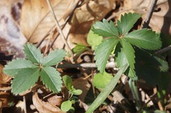 Potentilla simplex