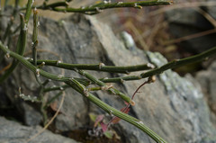 Carmichaelia crassicaulis