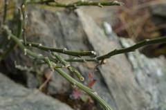 Carmichaelia crassicaulis
