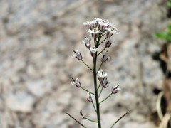 Dryopetalon runcinatum