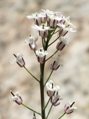 Dryopetalon runcinatum