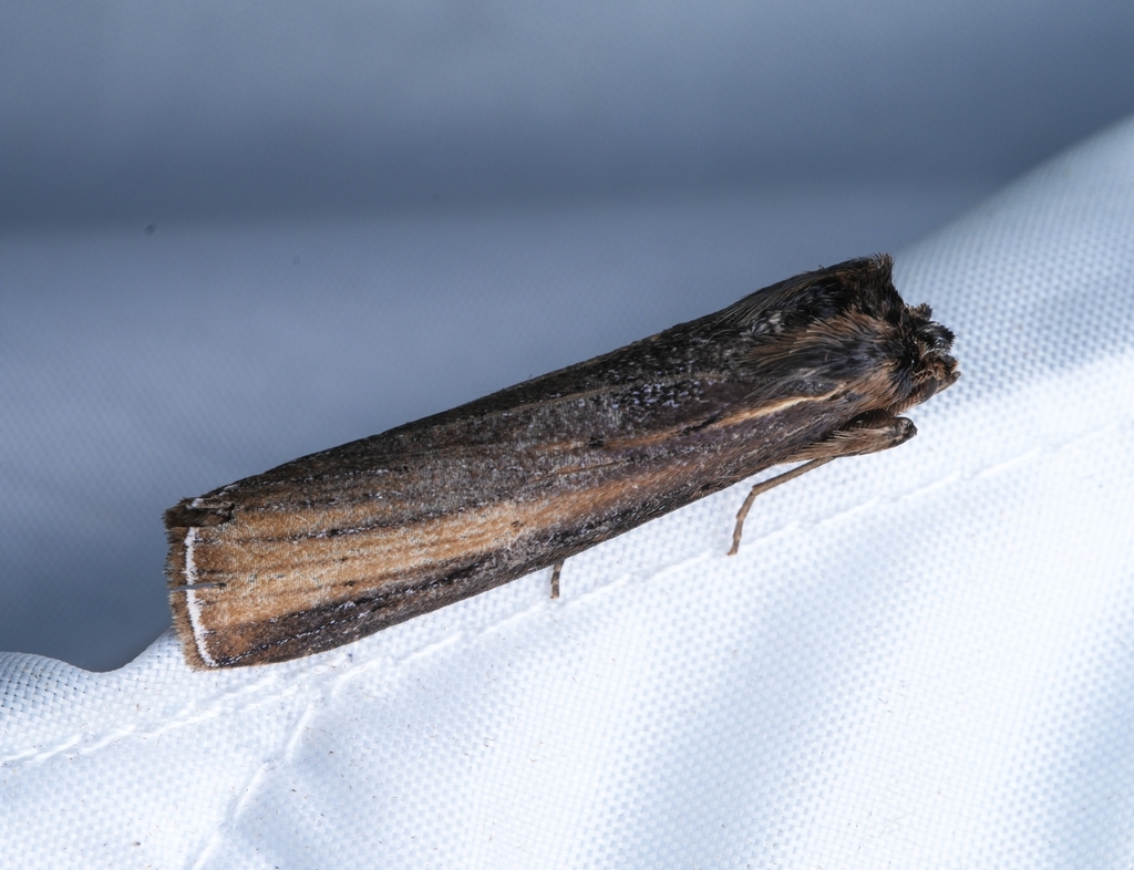 Gargetta nagaensis