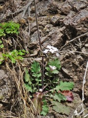 Dryopetalon runcinatum