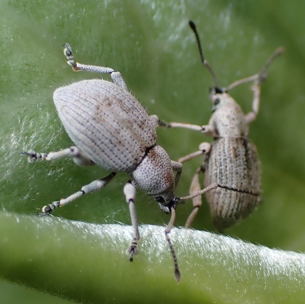 Platysimus fleutiauxi