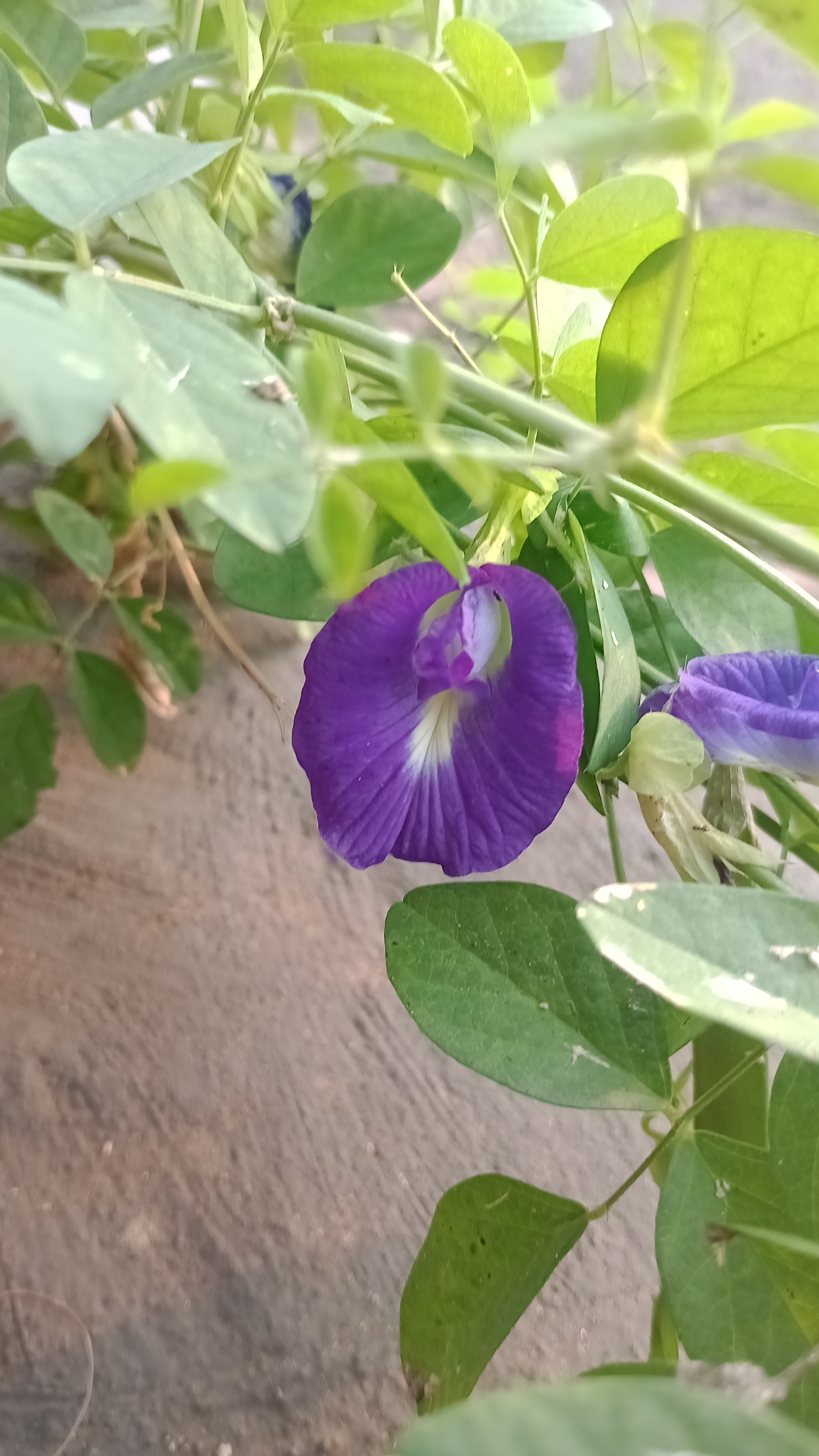 Clitoria ternatea