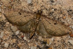 Eupithecia virgaureata