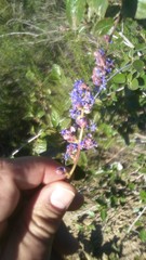 Ceanothus tomentosus olivaceus