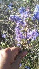 Ceanothus tomentosus olivaceus