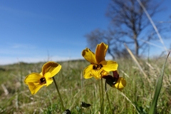 Viola douglasii