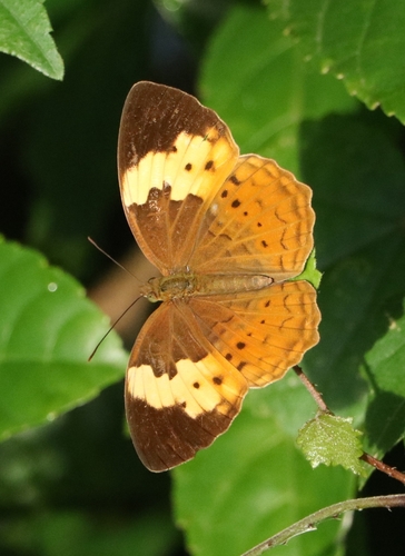 Photo of Rustic (Cupha erymanthis)