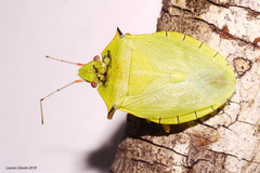 Chlorocoris distinctus