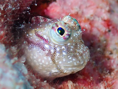 Delicate Blenny photo 3
