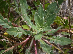 Oenothera humifusa