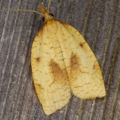 Sparganothis xanthoides