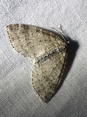Lobophora