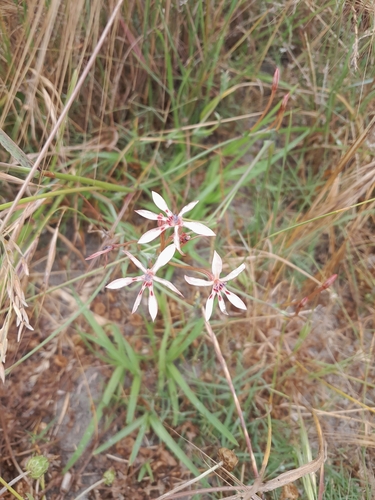 Image of Lapeirousia anceps by no rights reserved