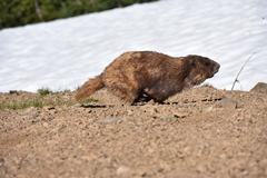 Marmota olympus