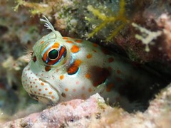Bluespotted Blenny photo 5