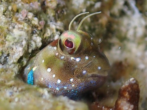 Snow blenny (Rhabdoblennius snowi) — Blenniidae — 4