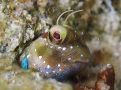 Snow's Blenny photo 2