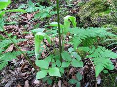 Arisaema amurense