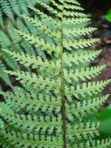 Image of Dennstaedtia obtusifolia by (c) Guillaume Delaitre, some rights reserved (CC BY)