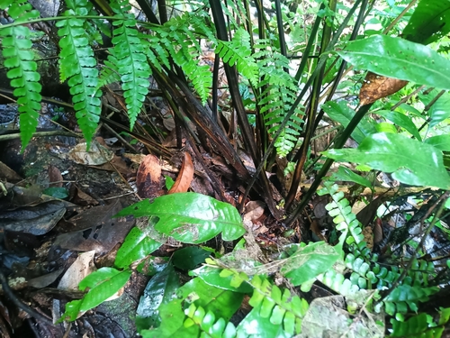 Image of Dennstaedtia obtusifolia by (c) Guillaume Delaitre, some rights reserved (CC BY)
