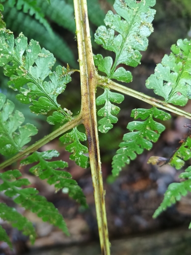 Image of Dennstaedtia obtusifolia by (c) Guillaume Delaitre, some rights reserved (CC BY)