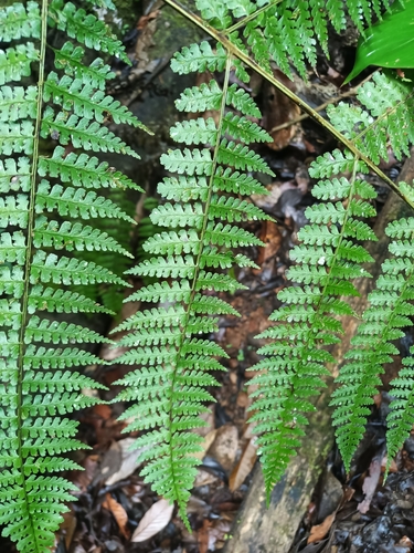 Image of Dennstaedtia obtusifolia by (c) Guillaume Delaitre, some rights reserved (CC BY)