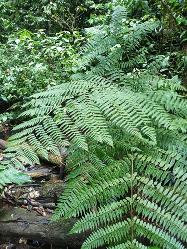 Image of Dennstaedtia obtusifolia by (c) Guillaume Delaitre, some rights reserved (CC BY)