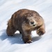 Olympic Marmot - Photo (c) kgerner, some rights reserved (CC BY-NC)
