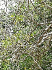 Cordia eriostigma