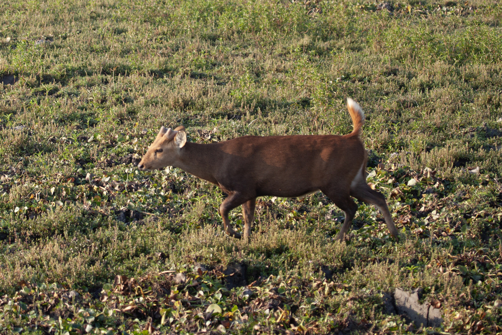 Axis porcinus porcinus, Assam, IN, by burakdogansoysal