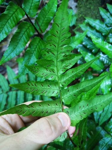 Large-Leaf Twin-Sorus Fern (Diplazium grandifolium)