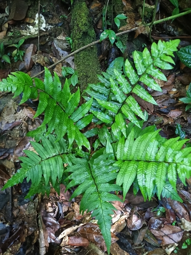 Image of Diplazium grandifolium by (c) Guillaume Delaitre, some rights reserved (CC BY)