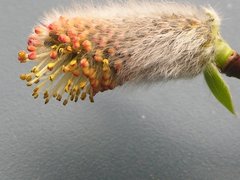 Salix udensis