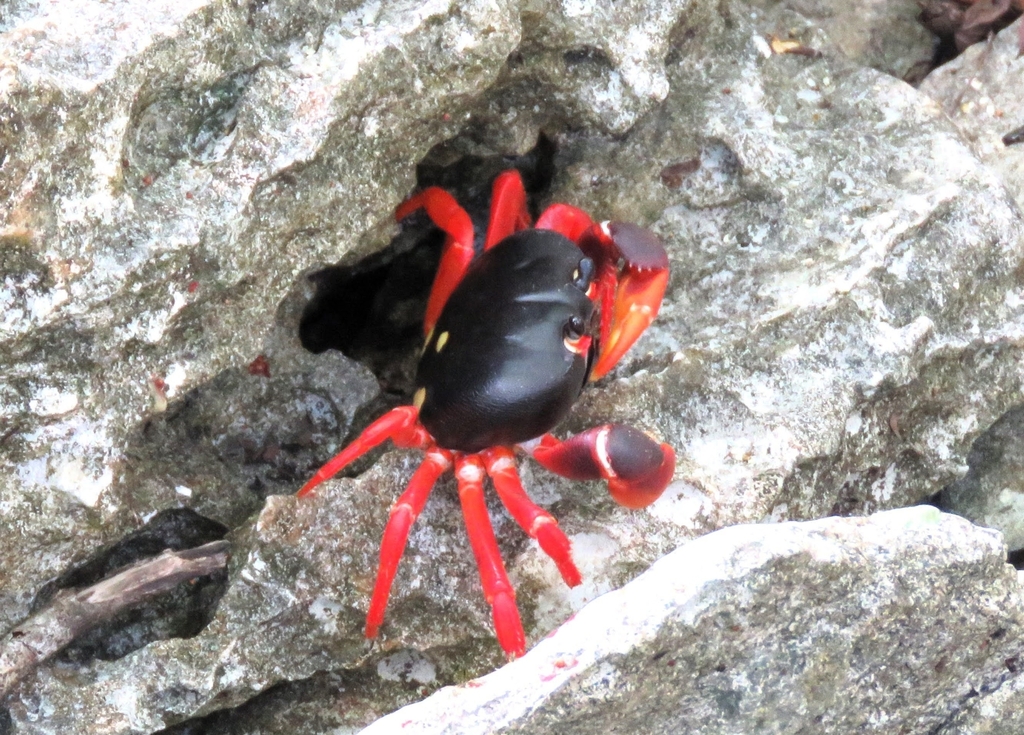 purple land crab