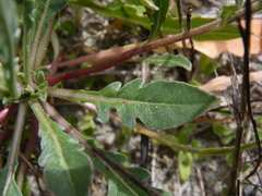Oenothera humifusa