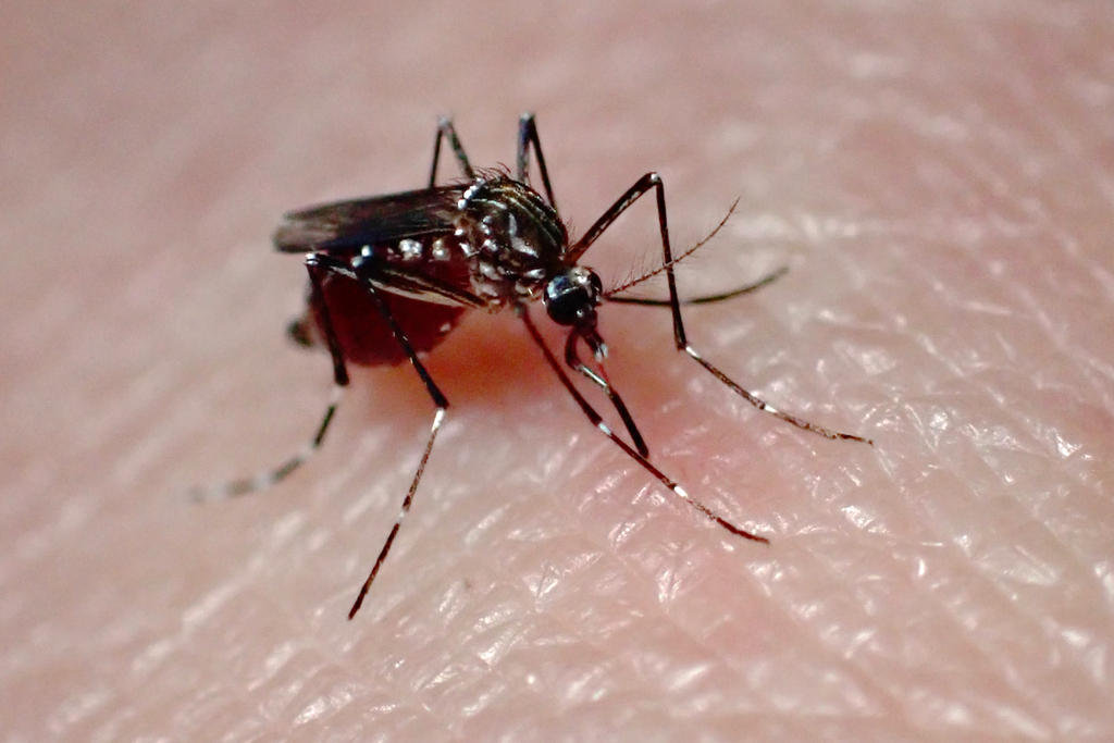 Yellow Fever Mosquito