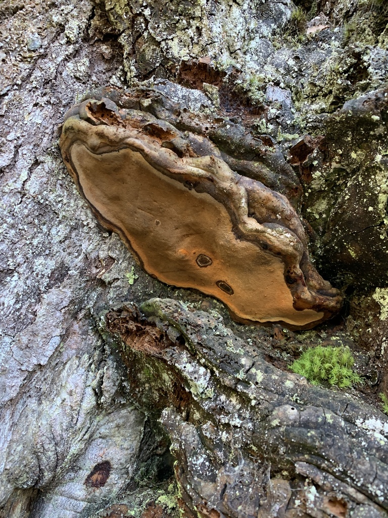 Ganoderma australe · October 2023 · photo: © daverichardson (iNaturalist, cc-by)