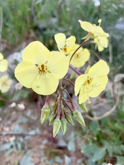Chylismia