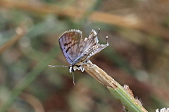Tarucus balkanica